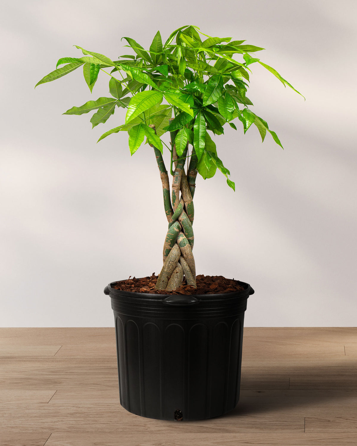Buy Money Tree Braided - Good Luck Tree | Eureka Farms