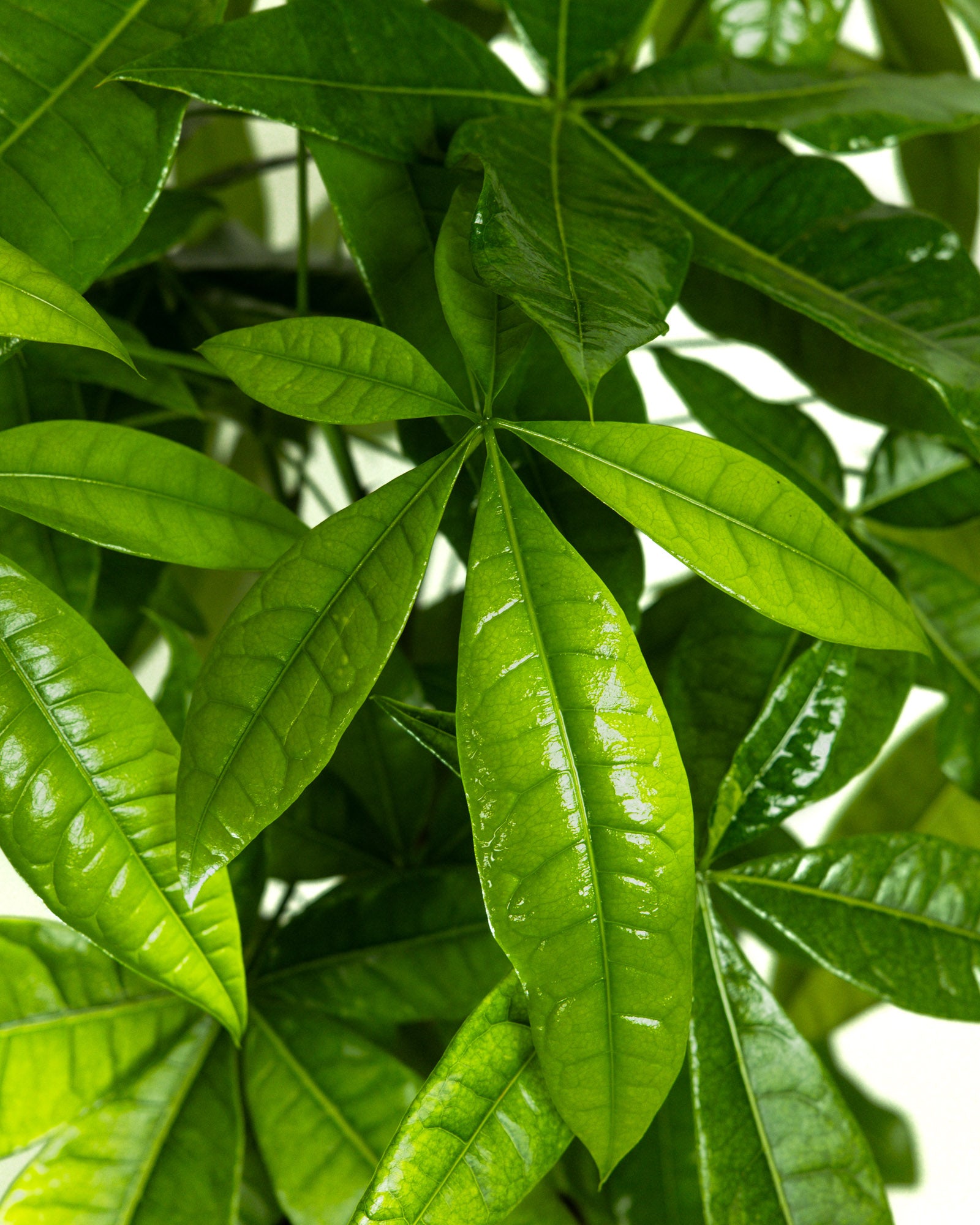 Money Tree Braided, Tree Form, Pachira Aquatica, Good Luck Tree