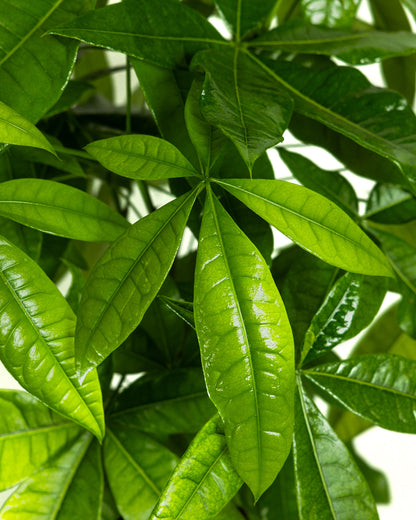 Money Tree Braided, Tree Form, Pachira Aquatica, Good Luck Tree