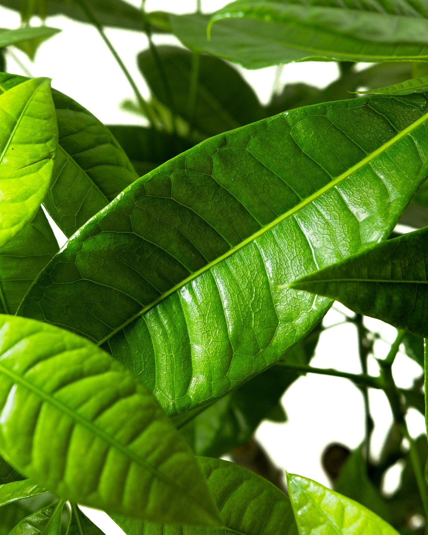 Money Tree Braided, Tree Form, Pachira Aquatica, Good Luck Tree