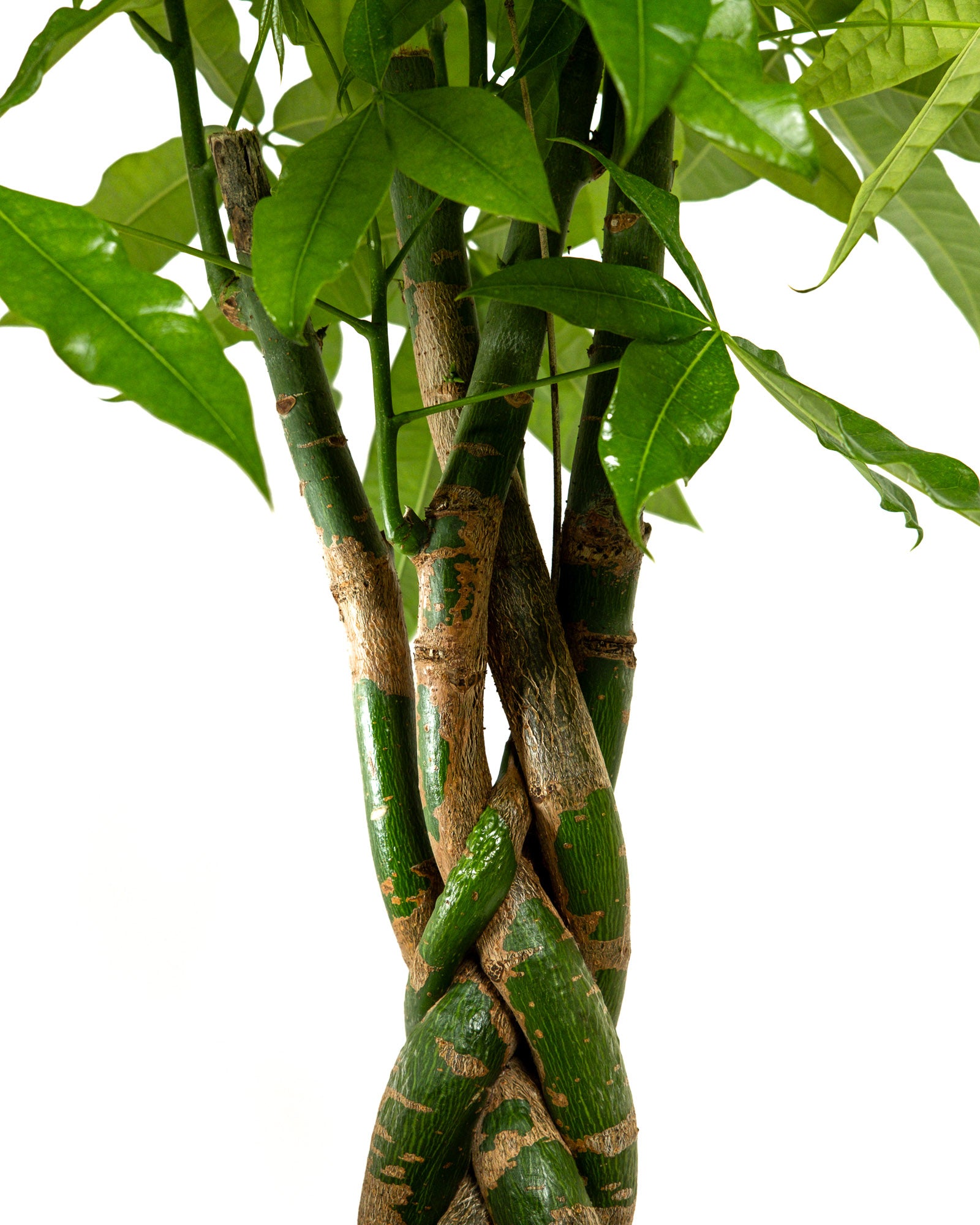 Money Tree Braided, Tree Form, Pachira Aquatica, Good Luck Tree