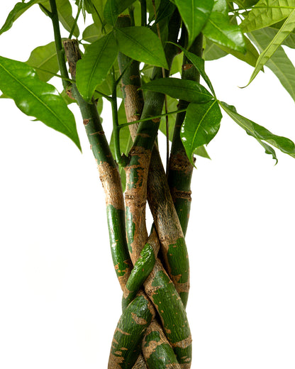 Money Tree Braided, Tree Form, Pachira Aquatica, Good Luck Tree