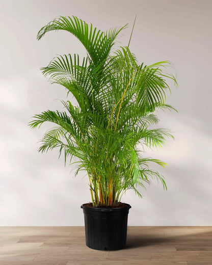 best pot for areca palm Areca Palm, Golden Cane, Dypsis Lutescens