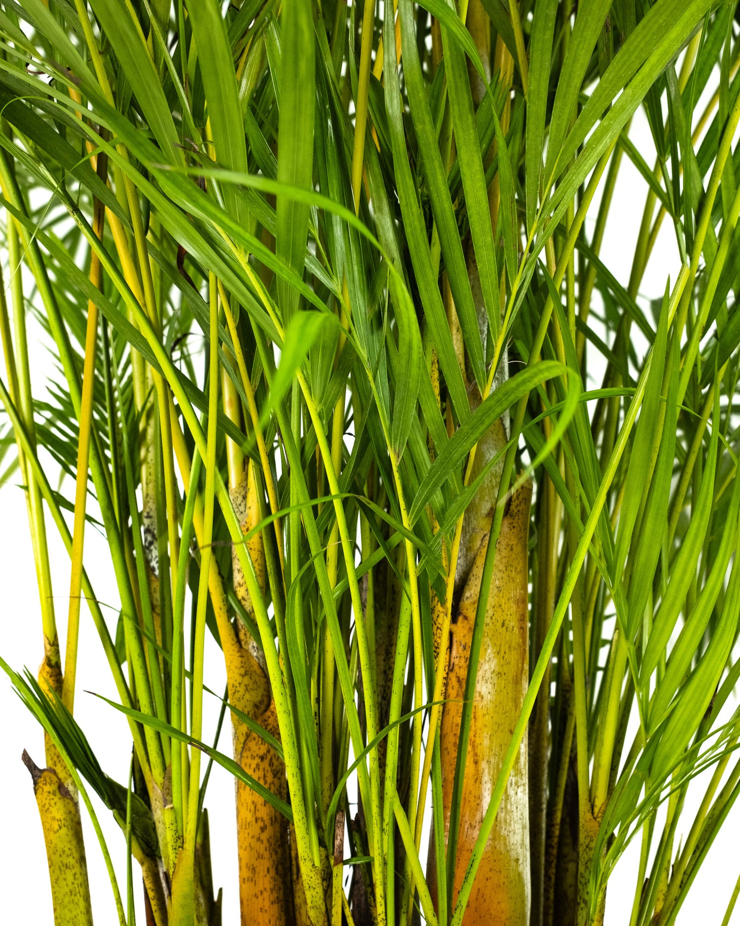 Areca Palm, Golden Cane, Dypsis Lutescens