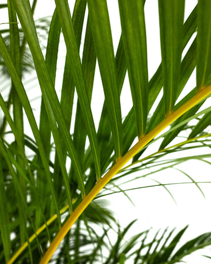 Areca Palm, Golden Cane, Dypsis Lutescens