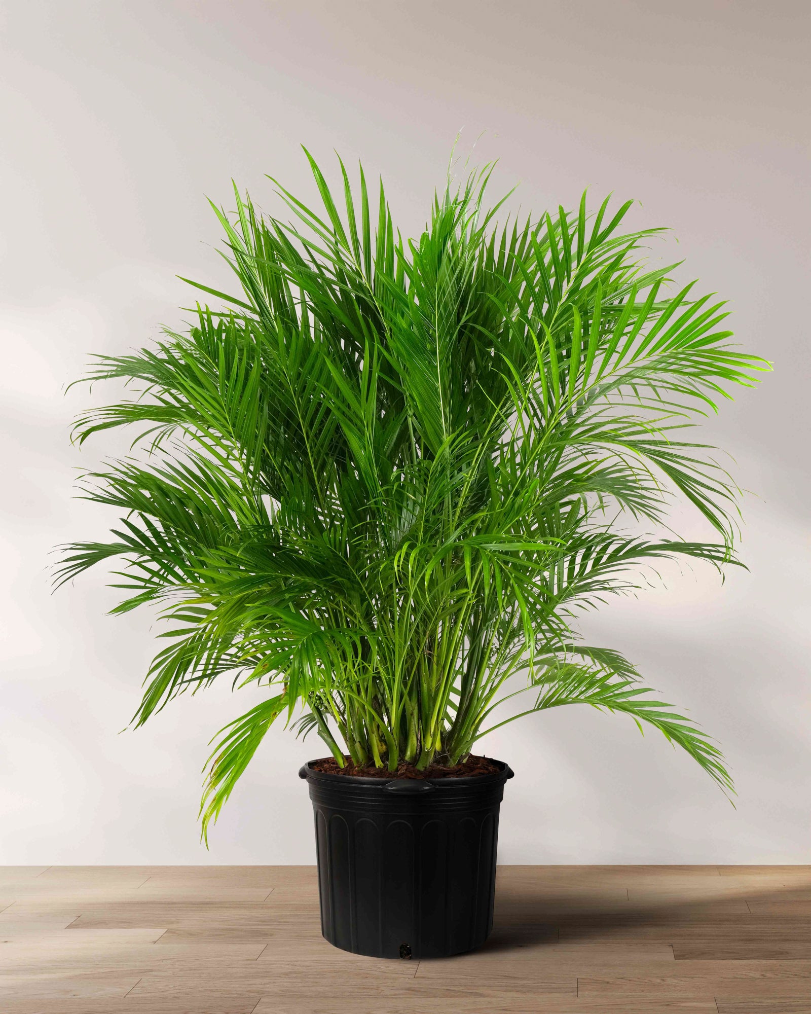 Cat Palm, Live Tropical Plant Indoor