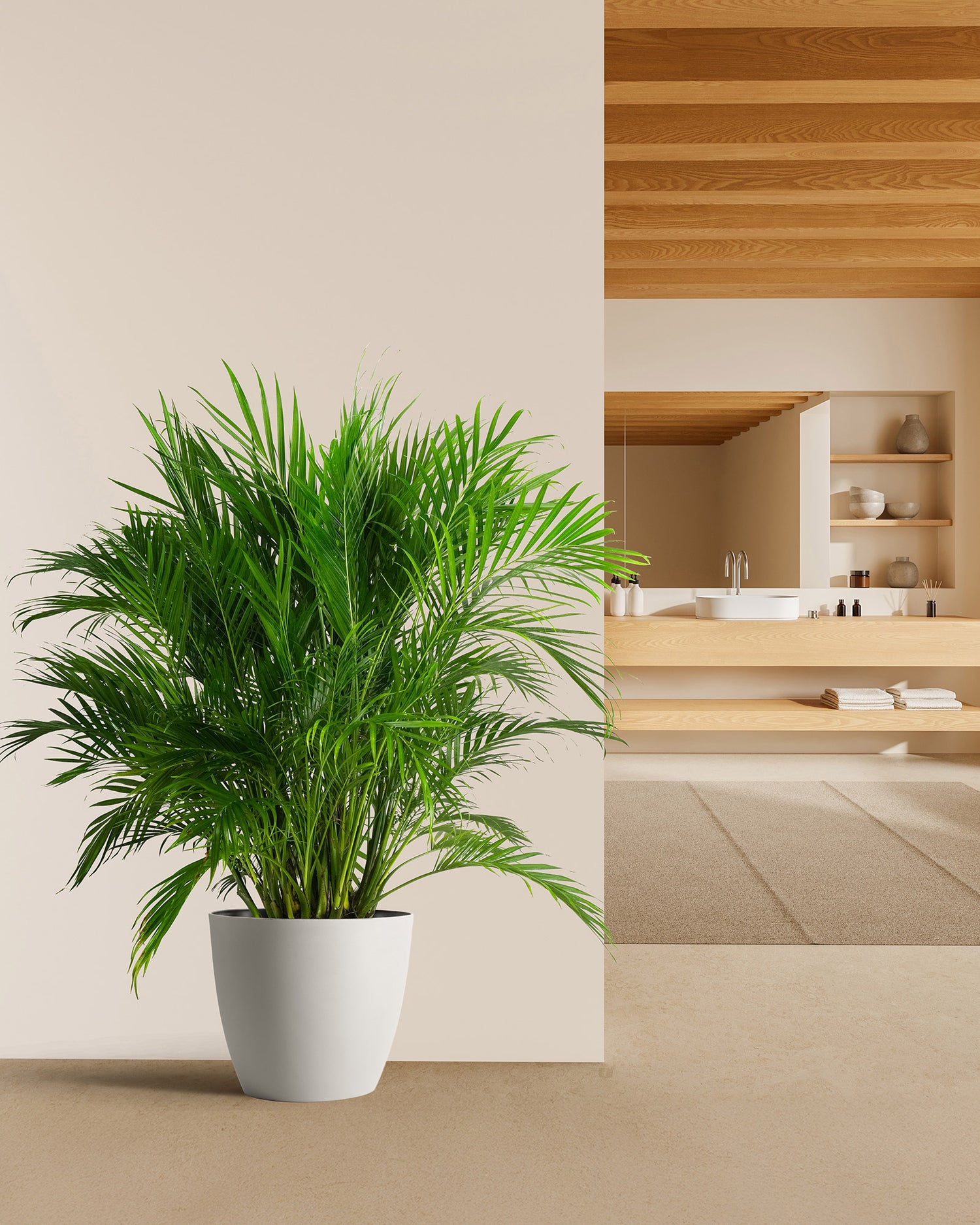 Cat Palm, Live Tropical Plant Indoor
