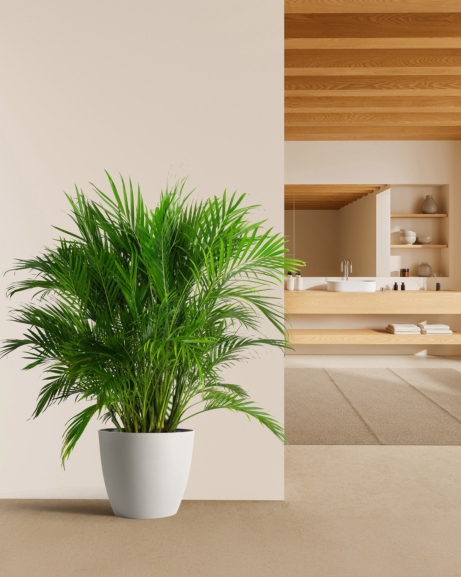Cat Palm, Live Tropical Plant Indoor