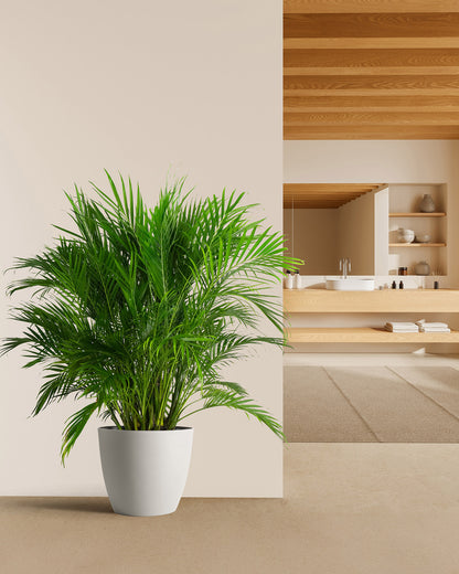 Cat Palm, Live Tropical Plant Indoor