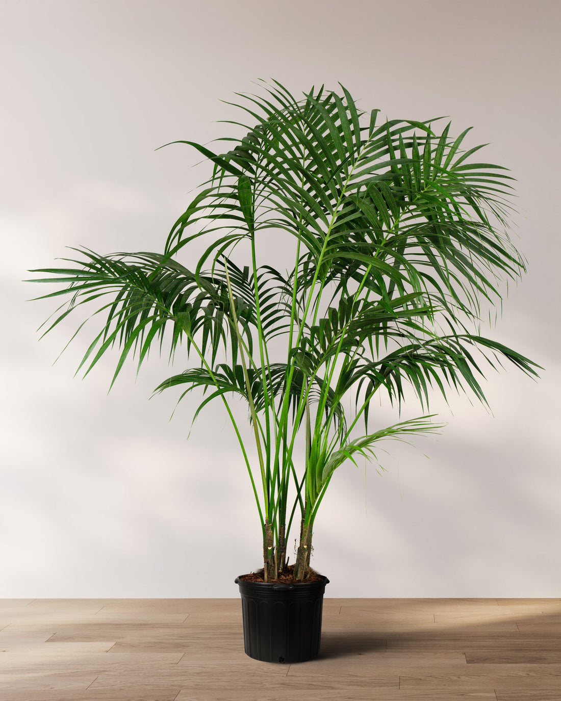Kentia Palm, Howea Forsteriana, Exotic and Rare