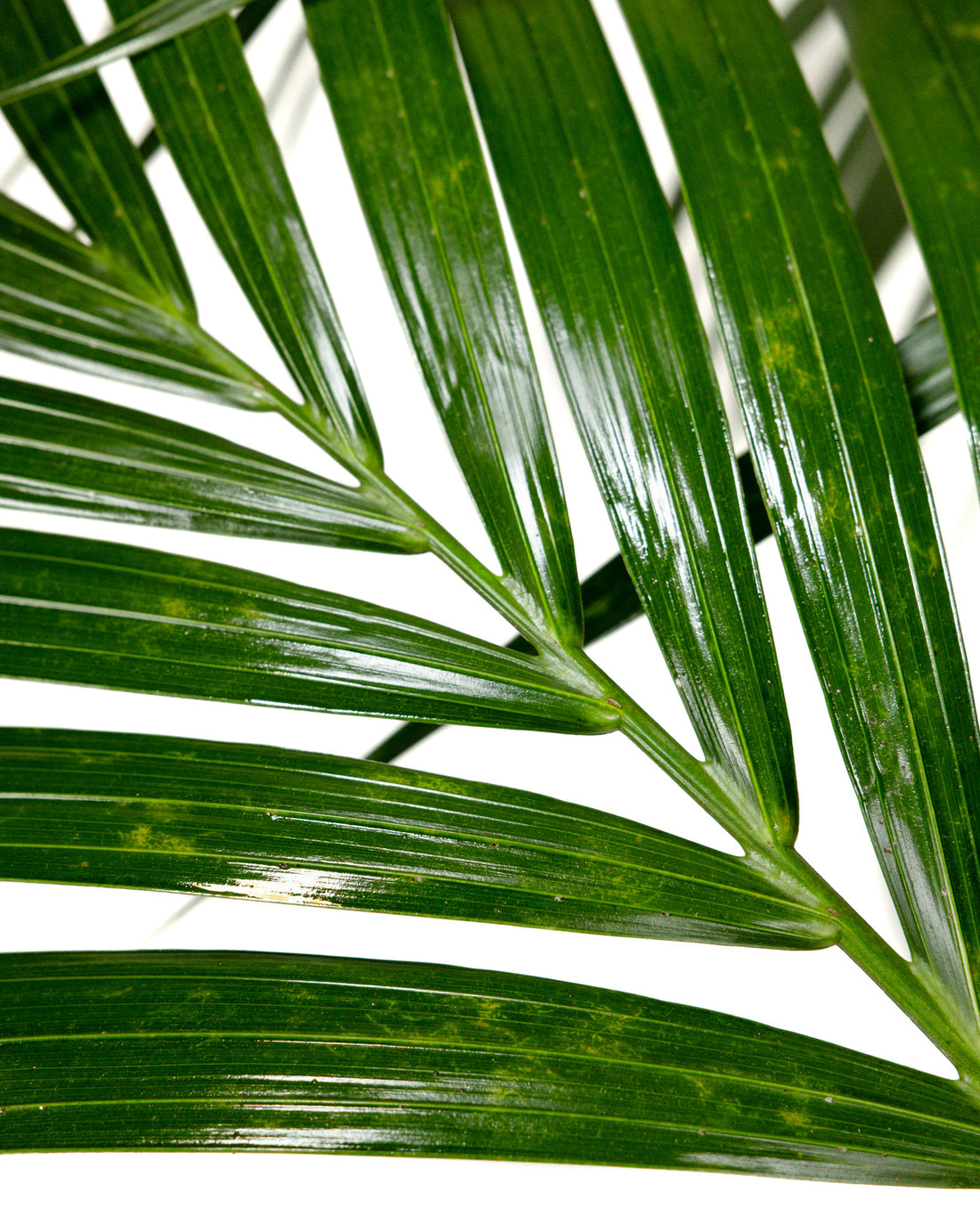 Kentia Palm, Howea Forsteriana, Exotic and Rare