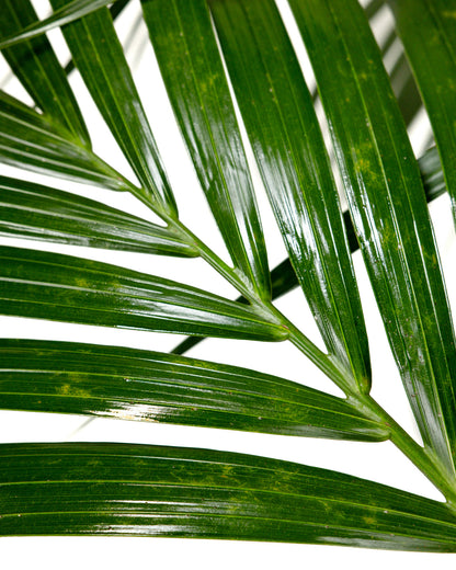 Kentia Palm, Howea Forsteriana, Exotic and Rare