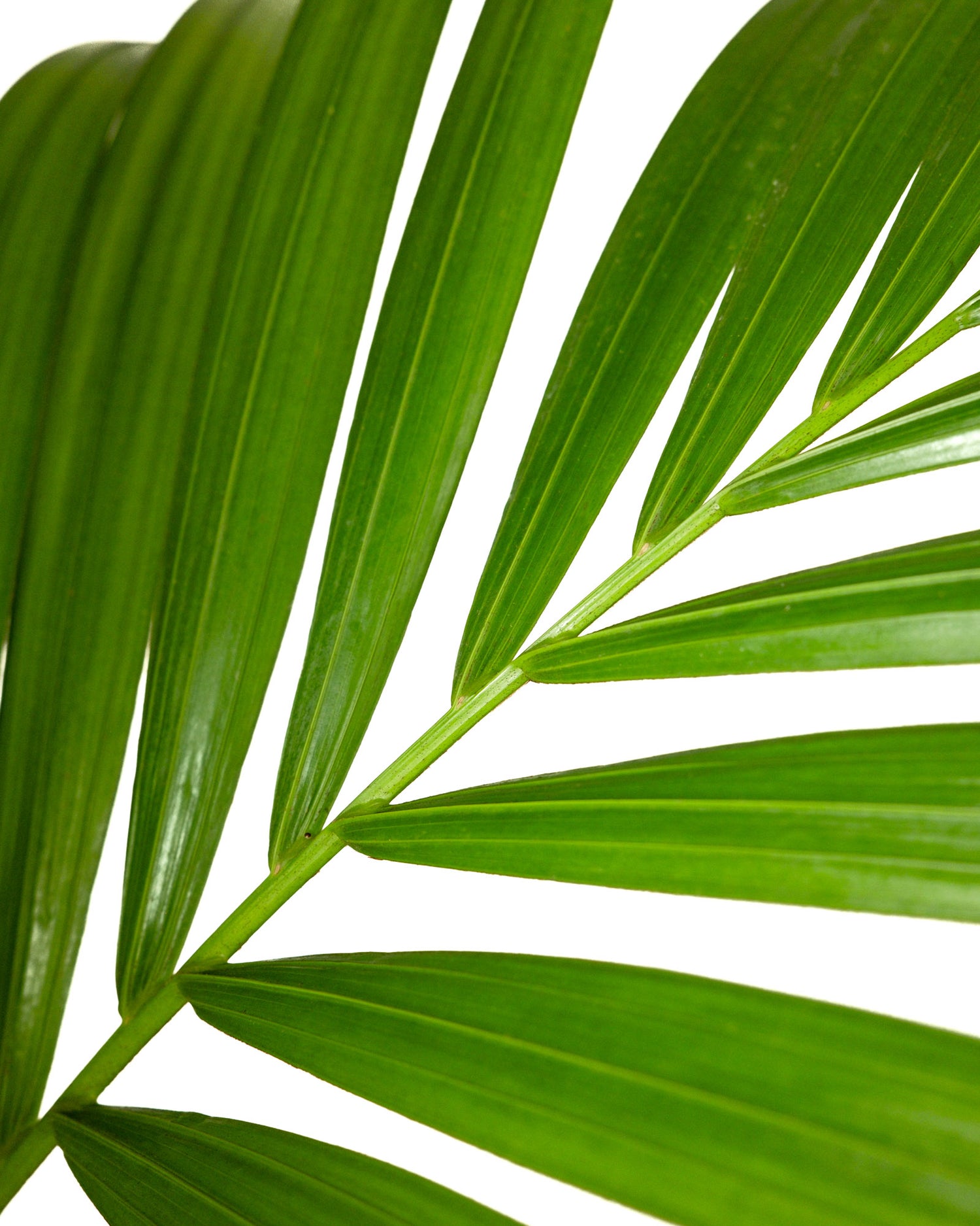 Kentia Palm, Howea Forsteriana, Exotic and Rare