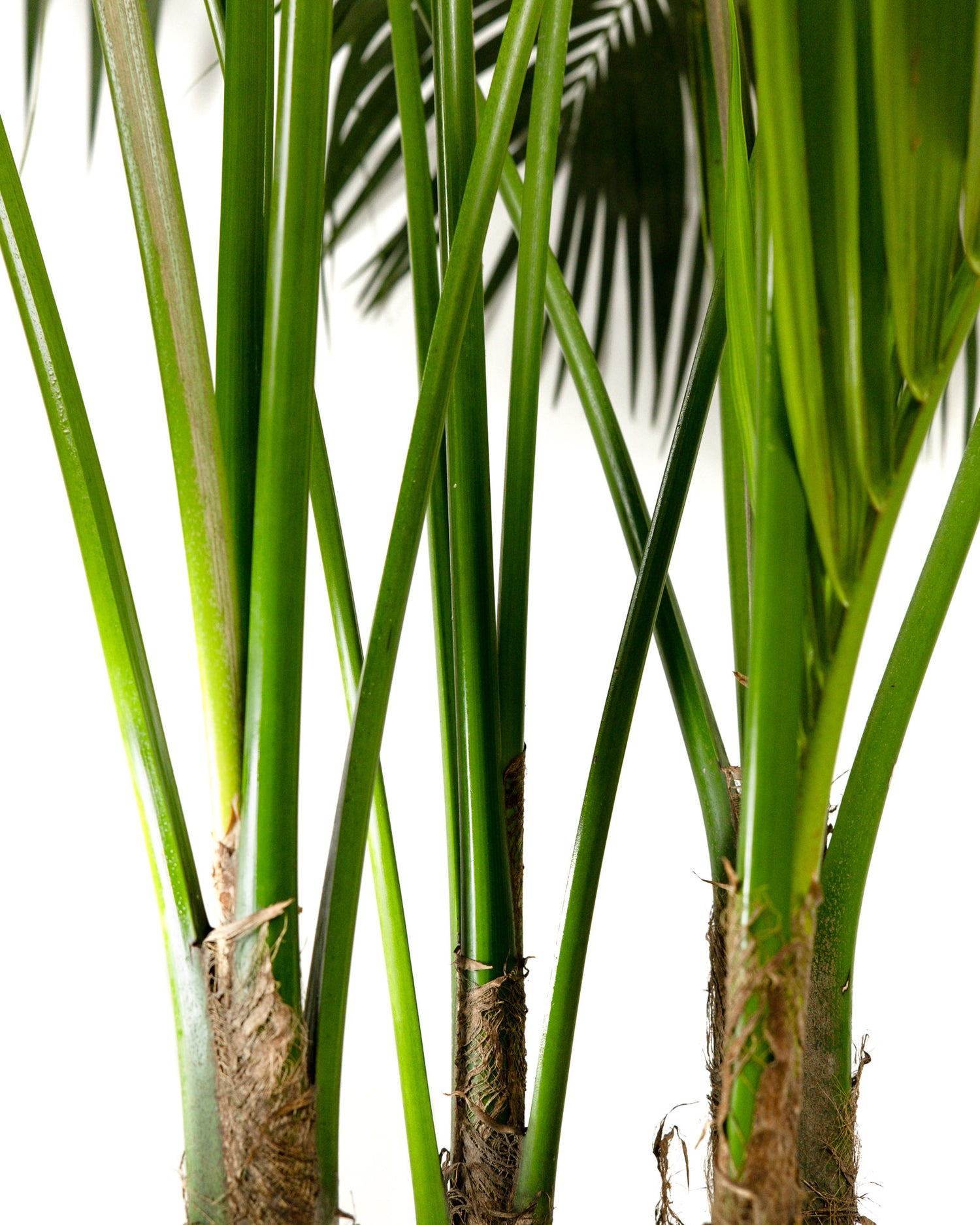 Kentia Palm, Howea Forsteriana, Exotic and Rare