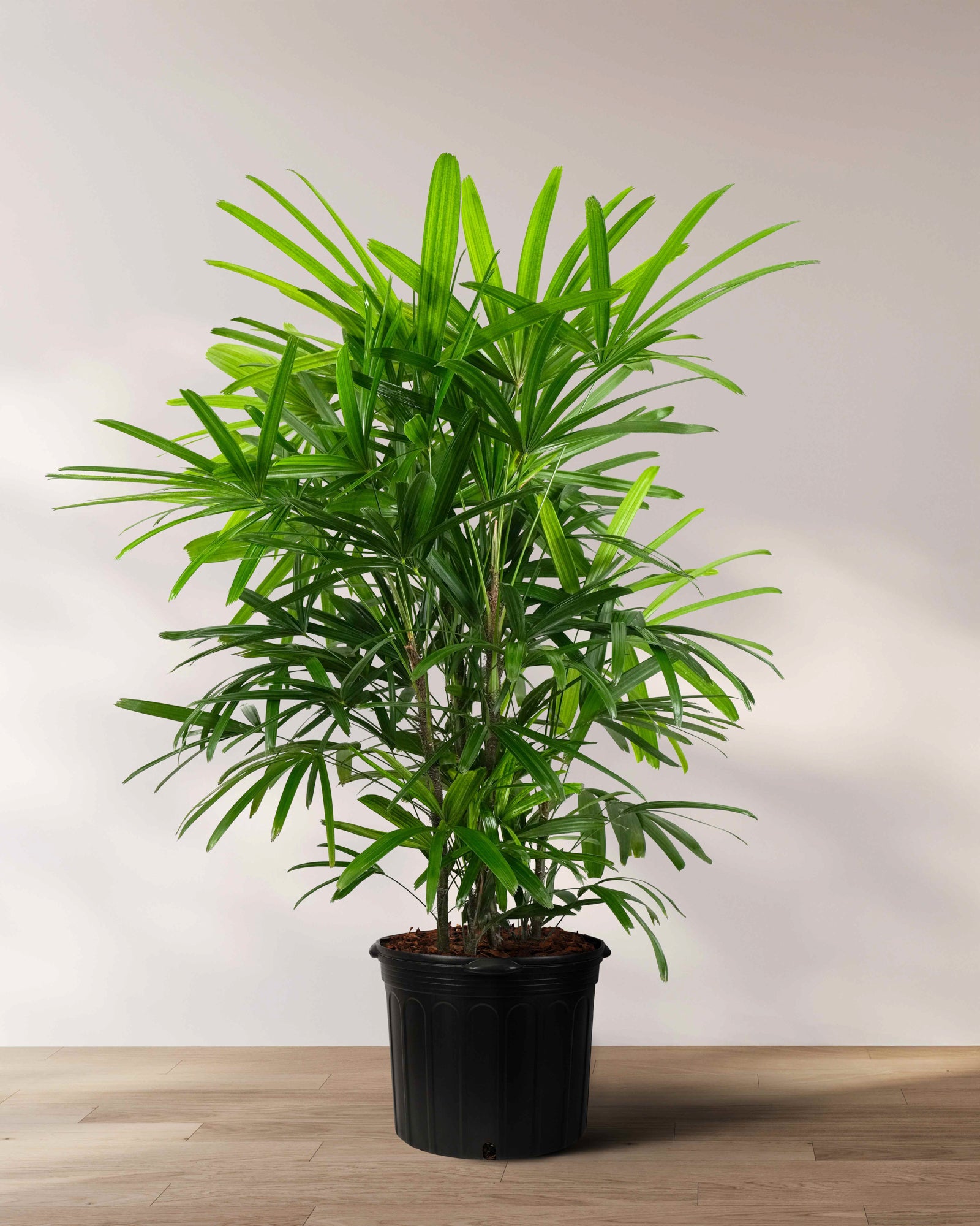 Lady Palm, Rhapis Excelsa, Indoor Queen Palm