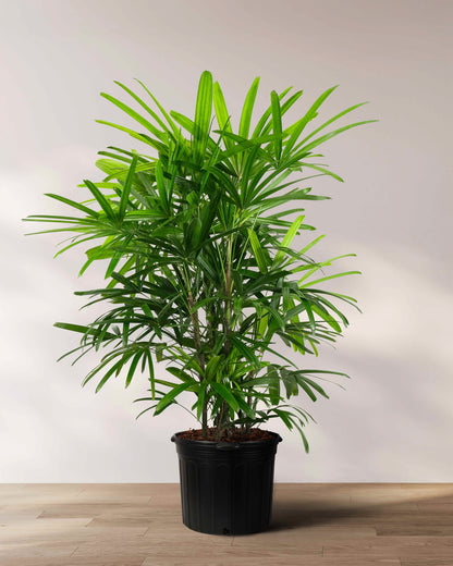Lady Palm, Rhapis Excelsa, Indoor Queen Palm
