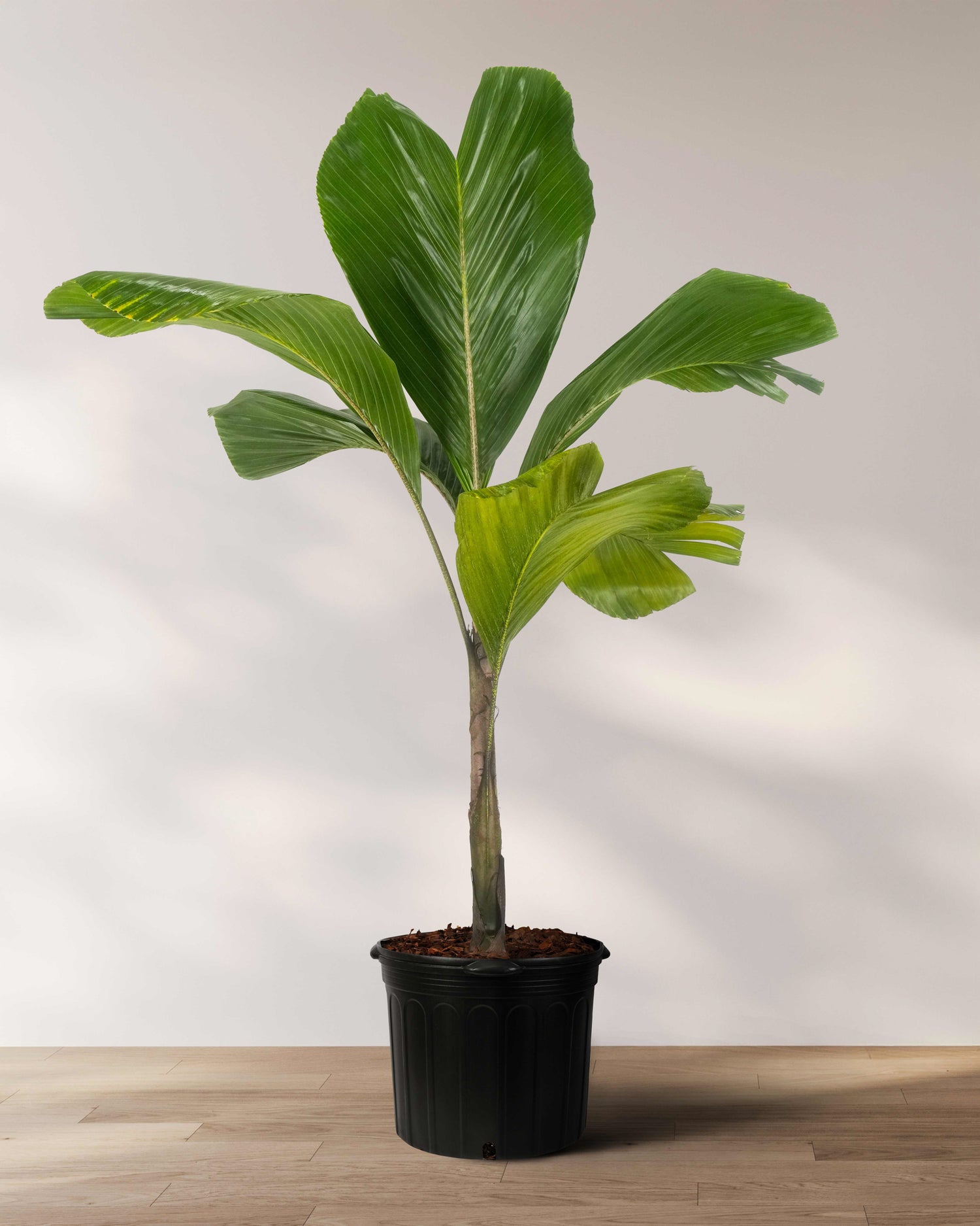 island palm plant Latanier Obi Island Thief Palm Tree, Rare and Exotic