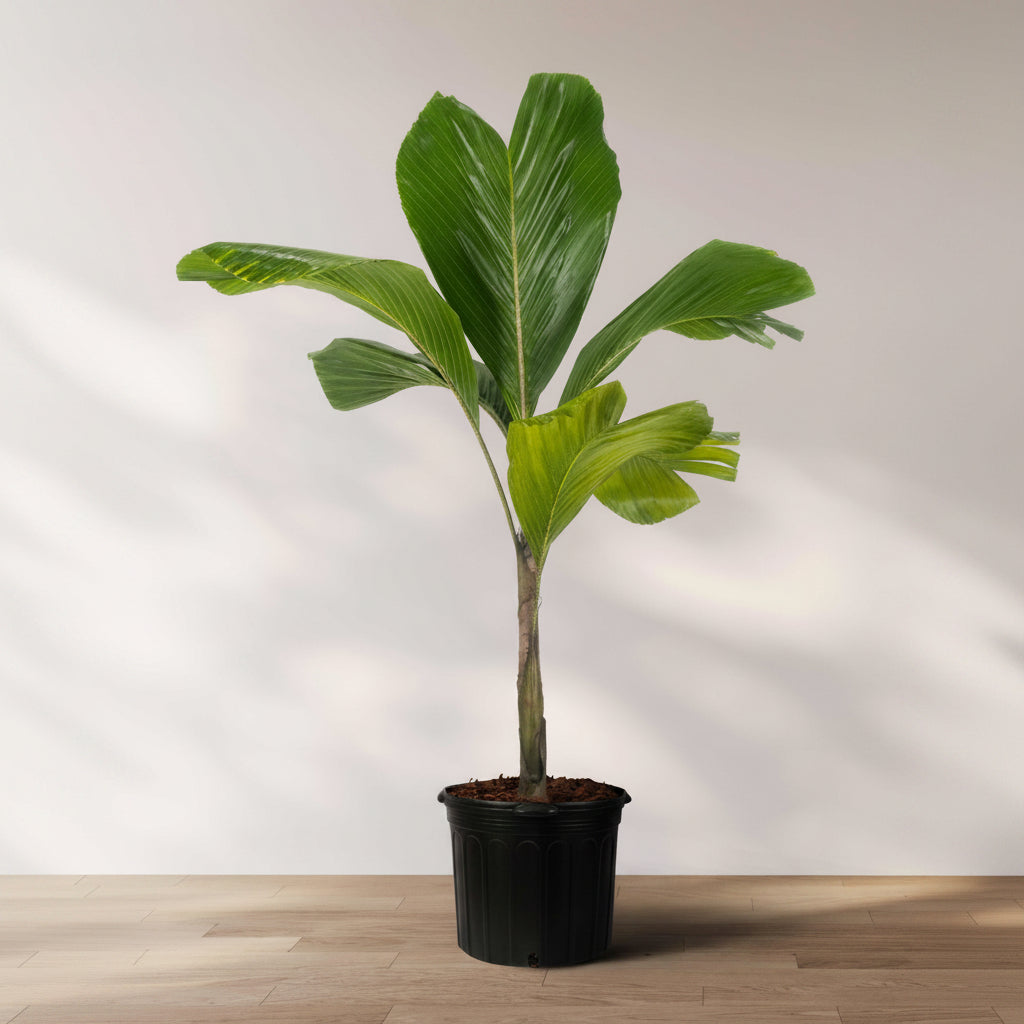 Latanier Obi Island Thief Palm Tree Large