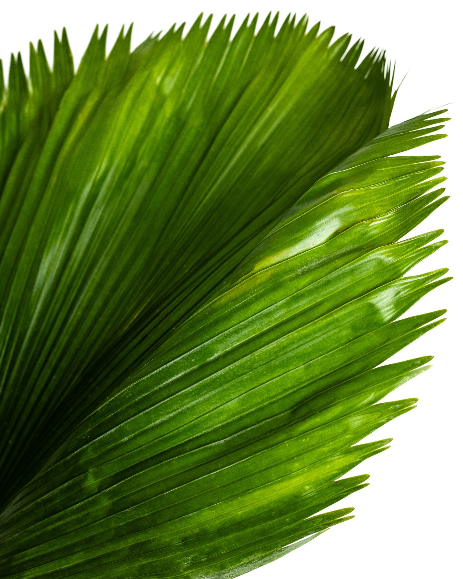 Licuala Peltata Elegans Palm Tree, Rare and Exotic