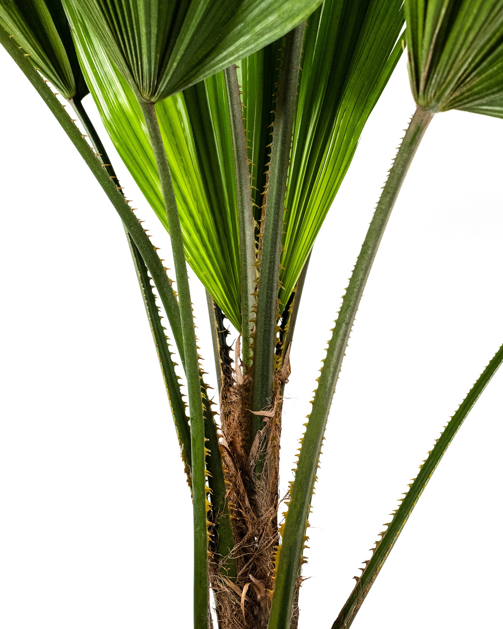 Licuala Peltata Elegans Palm Tree, Rare and Exotic