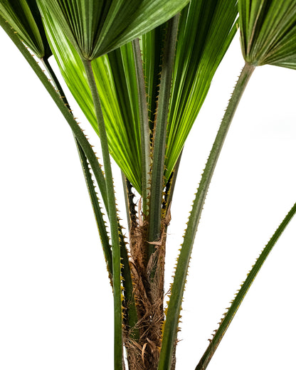 Licuala Peltata Elegans Palm Tree, Rare and Exotic
