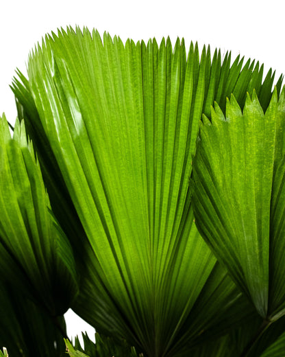 Licuala Peltata Elegans Palm Tree, Rare and Exotic