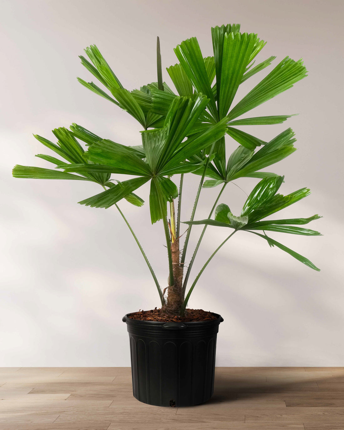 Licuala Ramsayii Palm Tree, Rare and Exotic