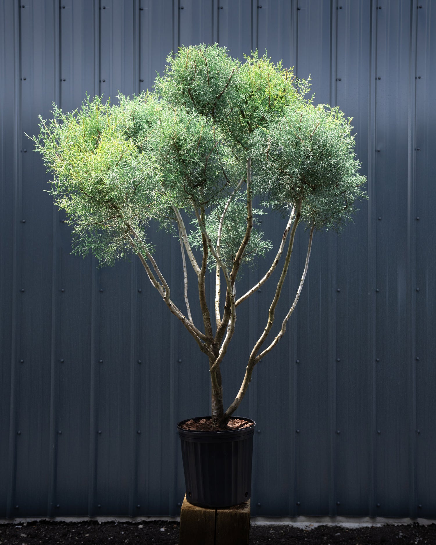 Topiary Pom Pom Multi Ball Carolina Sapphire