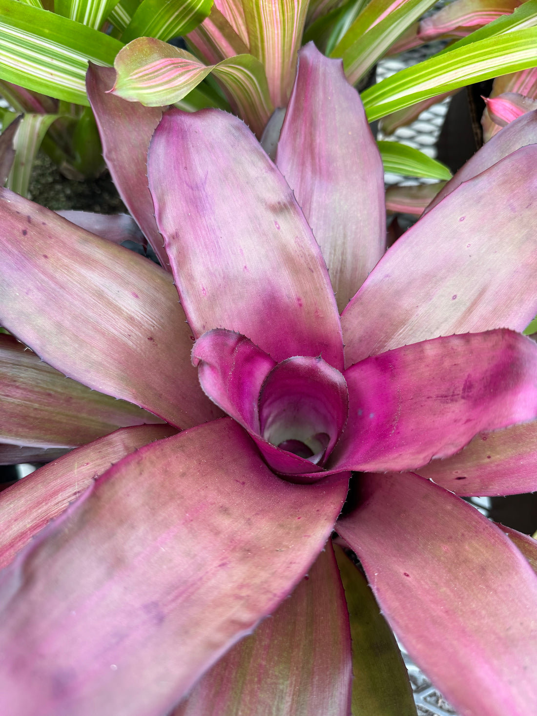 Bromeliad, Neoregelia Puppy Love