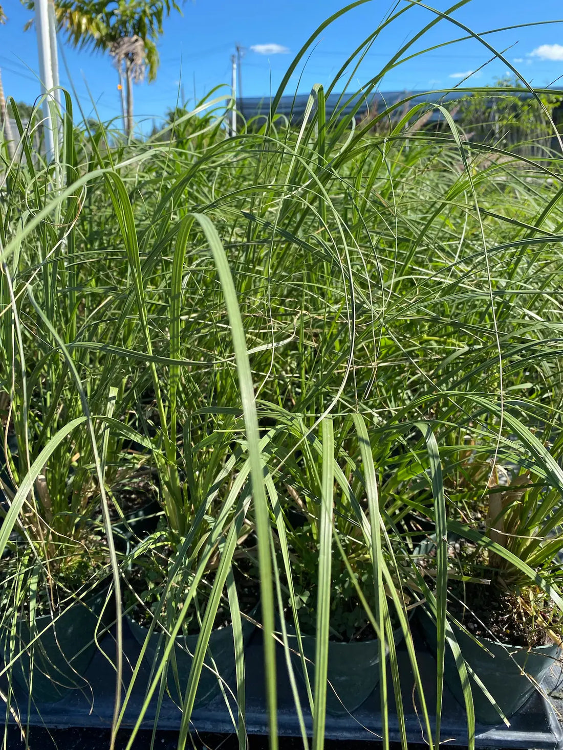 Rosea Pink Pampas Grass