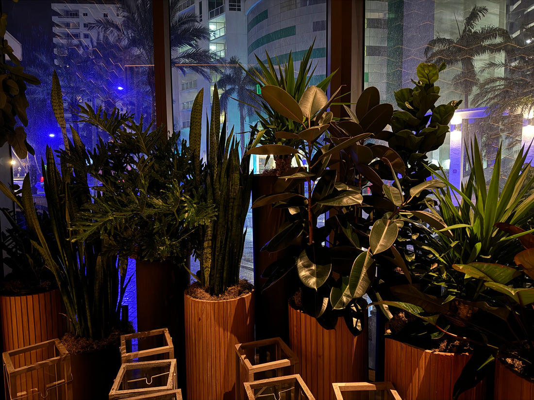 Sansevieria Zeylanica, Snake Plants