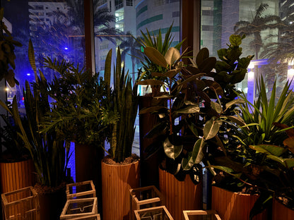 Sansevieria Zeylanica, Snake Plants