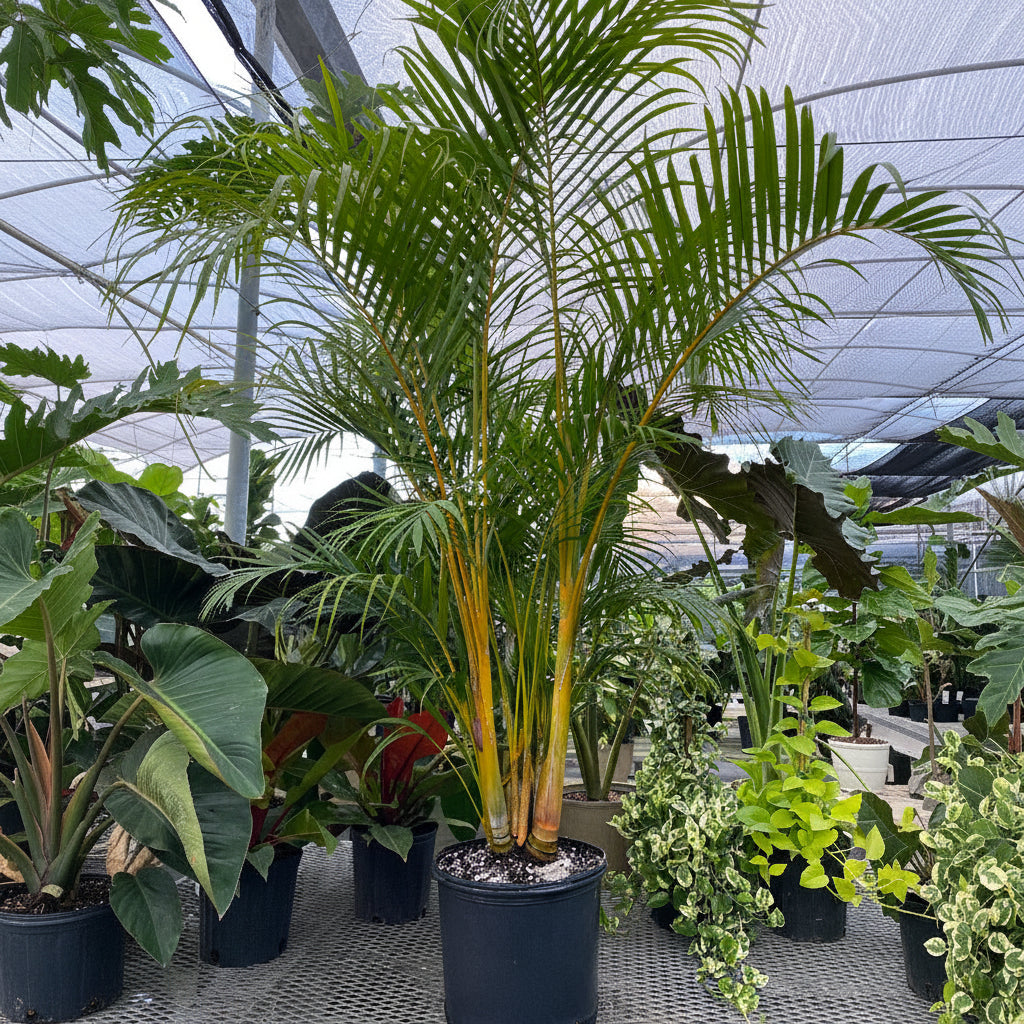 Areca Palm, Golden Cane, Dypsis Lutescens in 7 gallon nursery pot with lush feather-like green fronds and full upright growth, ideal for outdoor patios and entryways.