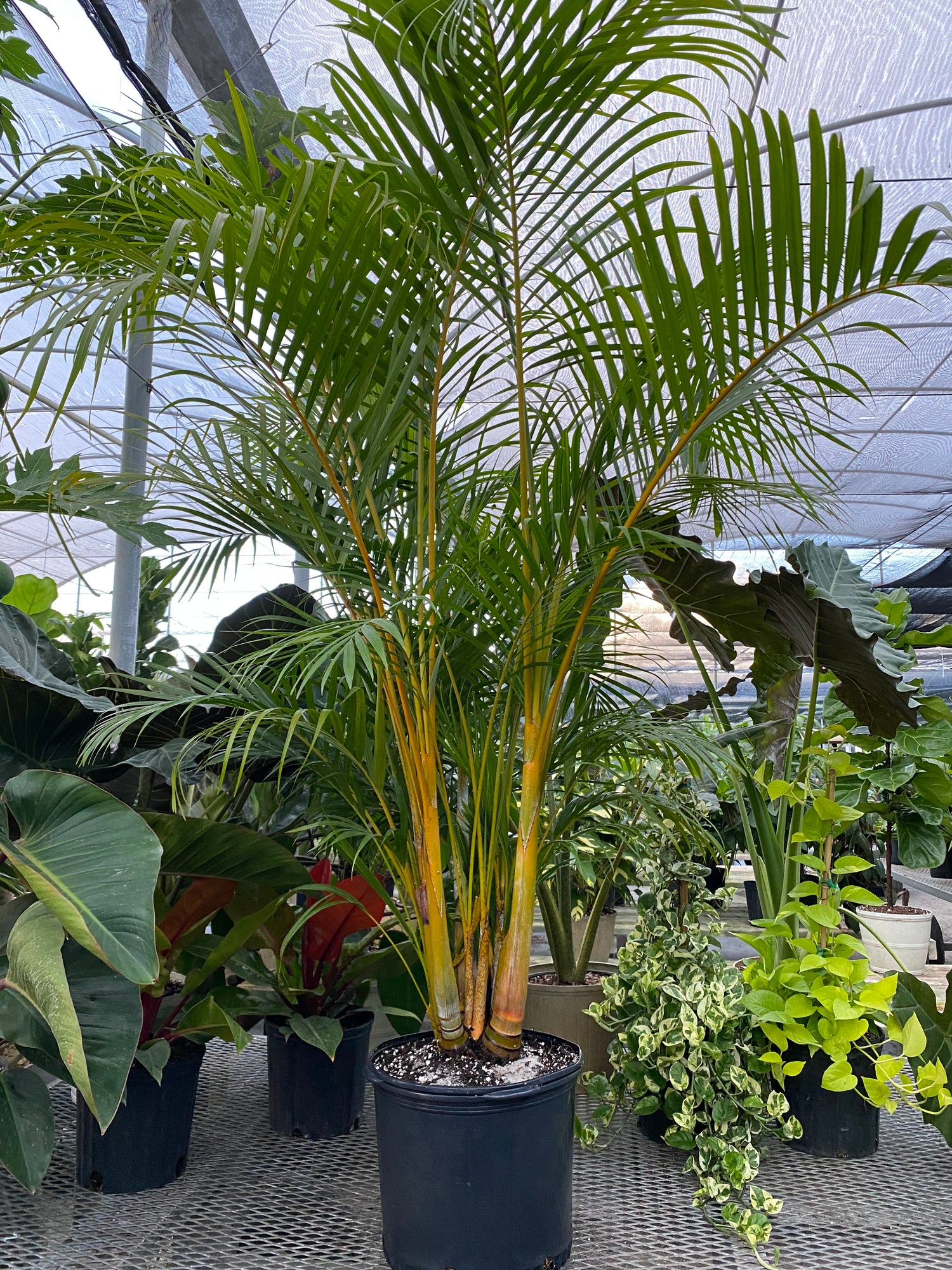 Areca Palm, Golden Cane, Dypsis Lutescens