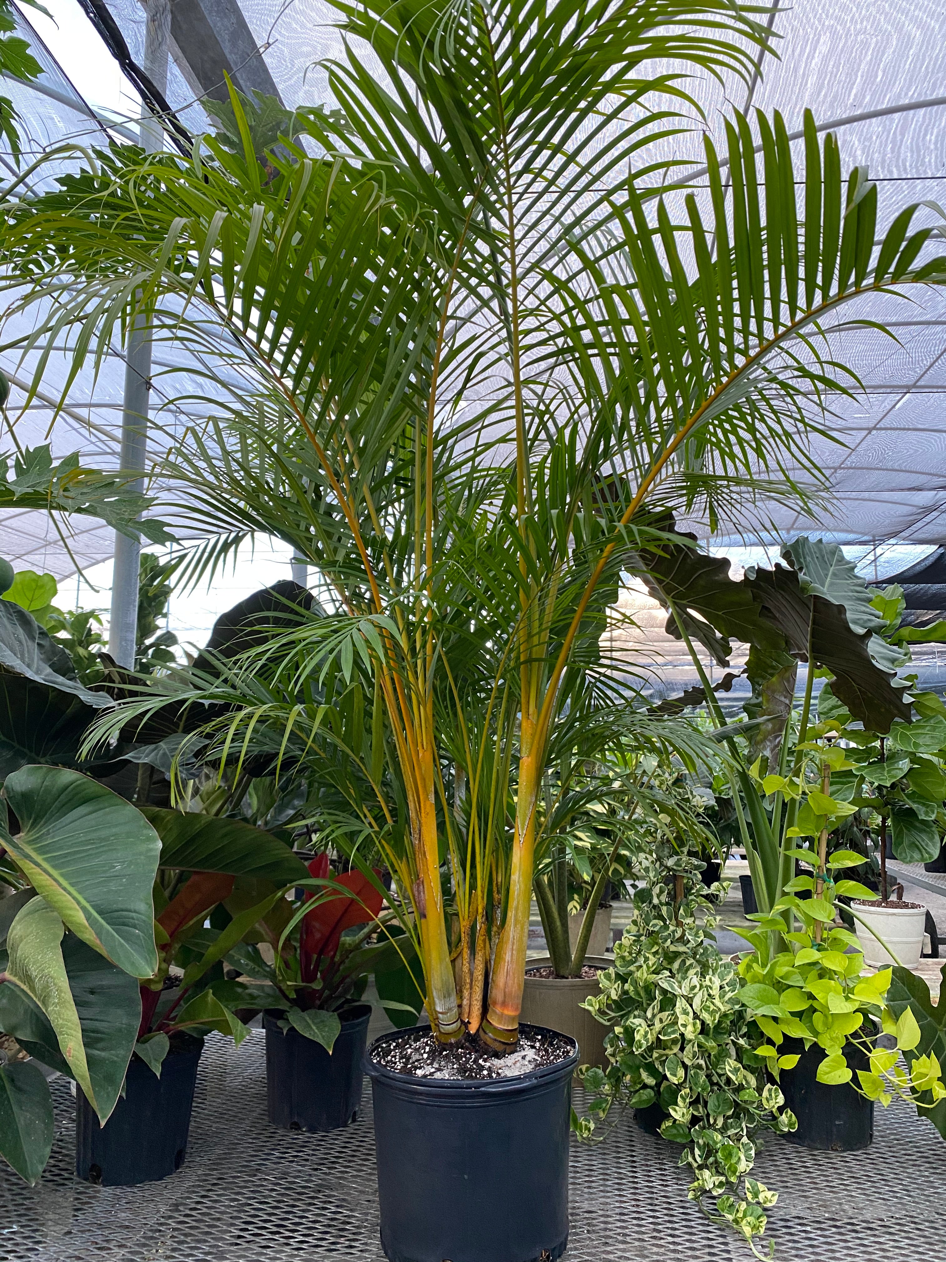Areca Palm, Golden Cane, Dypsis Lutescens