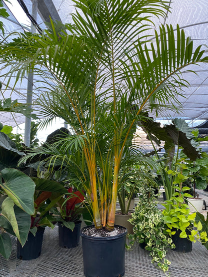 Areca Palm, Golden Cane, Dypsis Lutescens