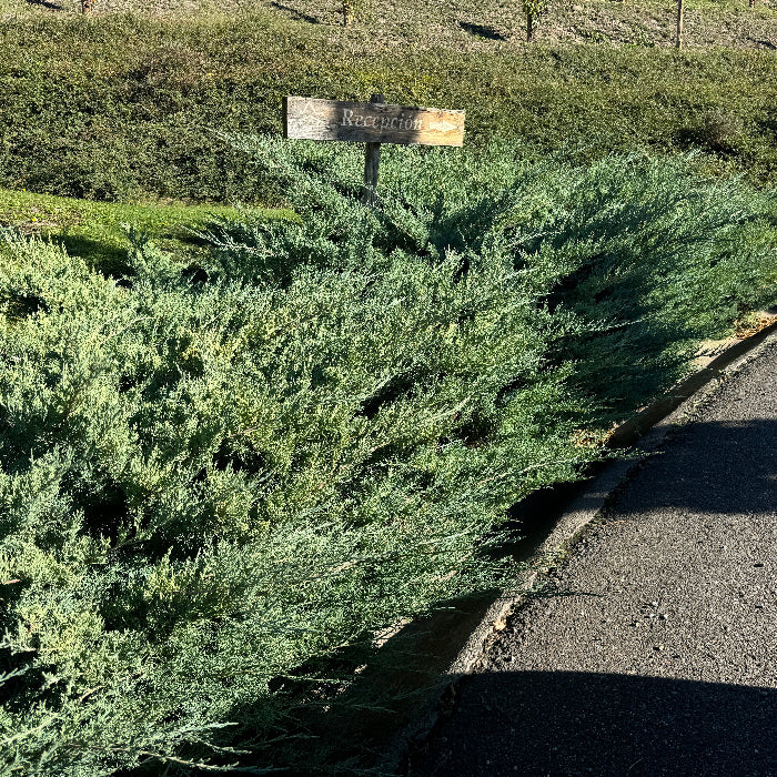 Hetzii Glauca, Chinese Juniper | Eureka Farms