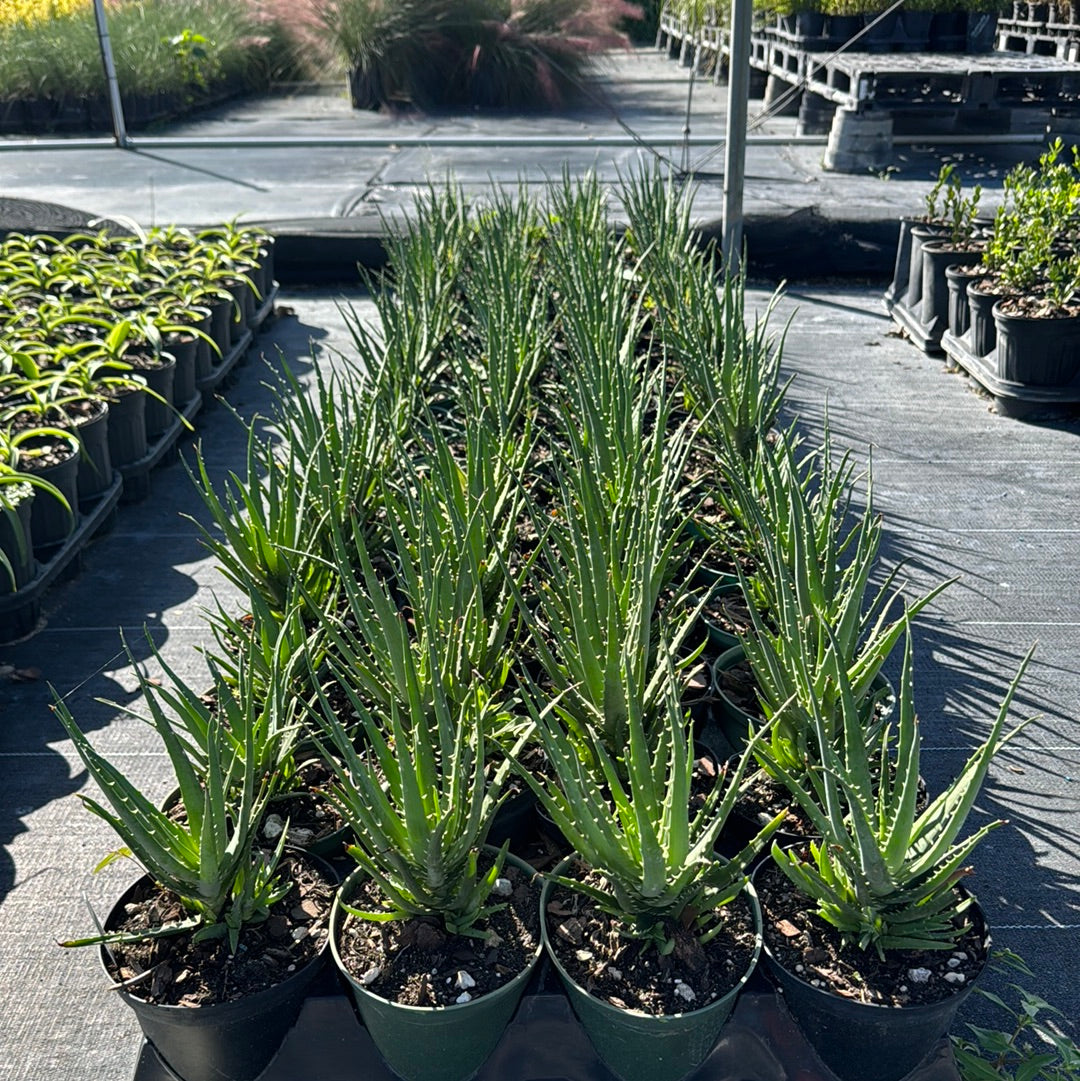 Aloe Spineless Hedgehog, X Humilis ‘ANDHOGP’