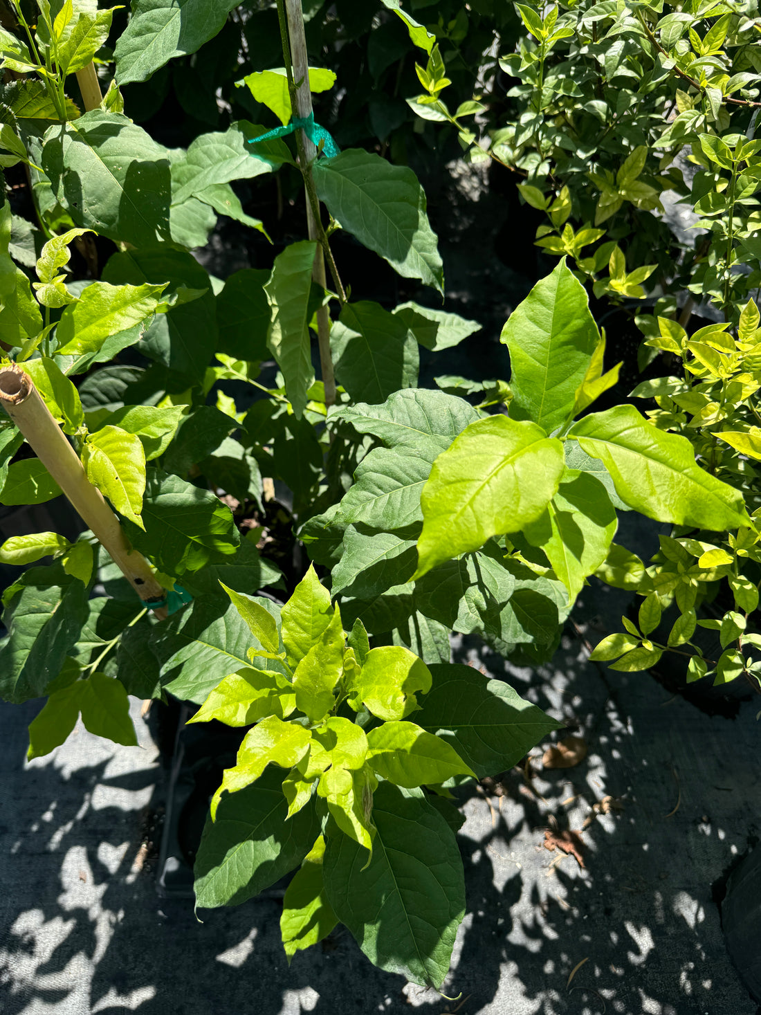 Peanut Butter Fruti Tree, Bunchosia argentea