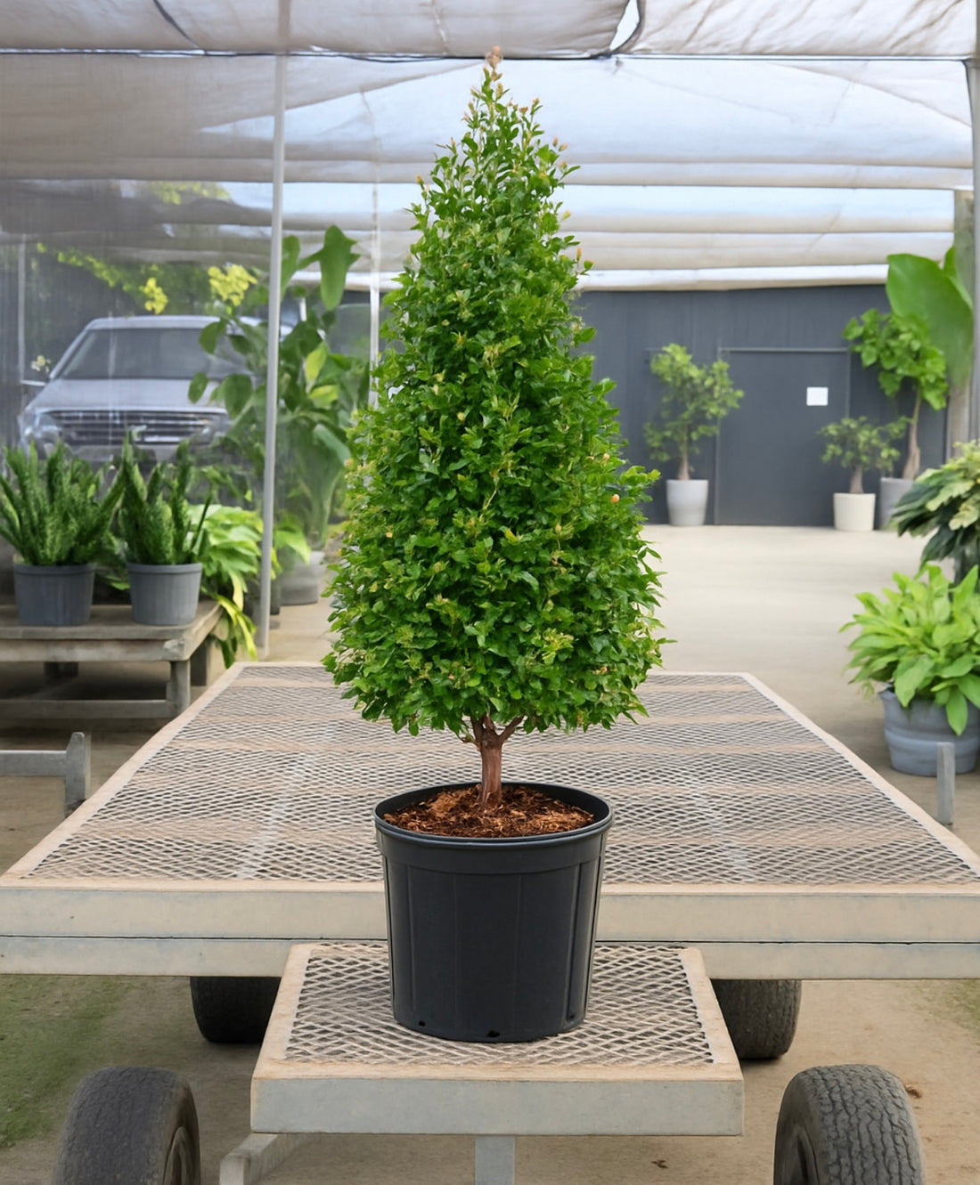 Topiary Eugenia Cone, Tree Form
