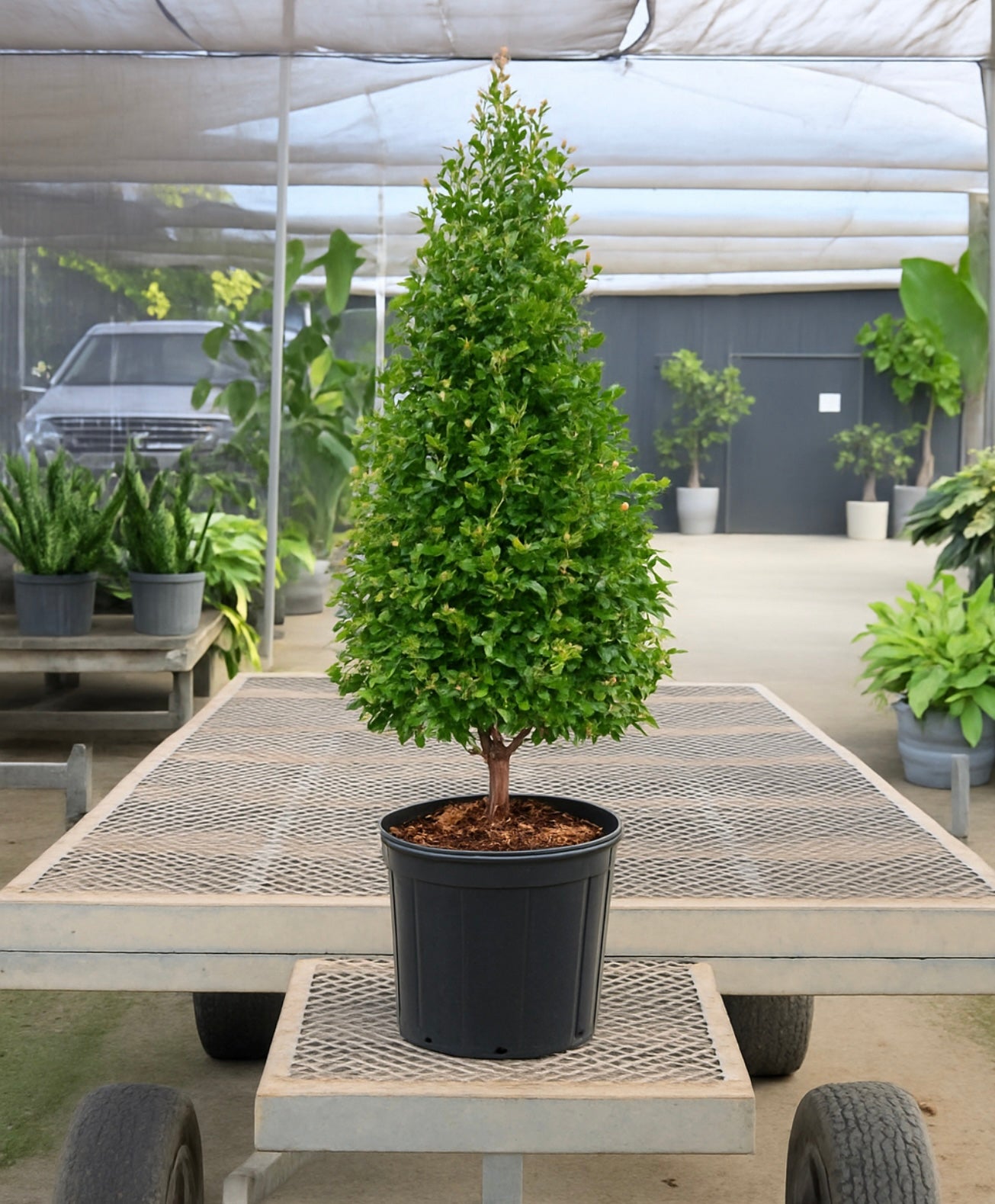 Topiary Eugenia Cone, Tree Form