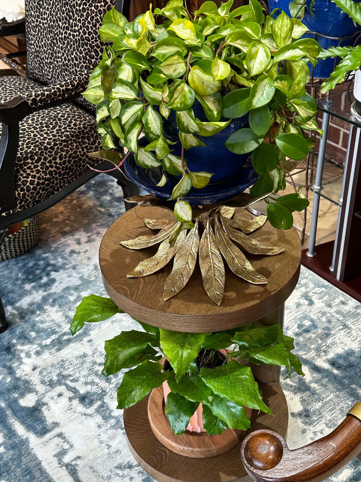 plants that grow in hanging baskets Hoya Tri-color Variegata in Hanging Basket