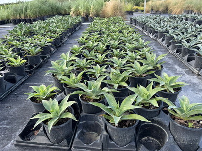 Agave Blue Flame