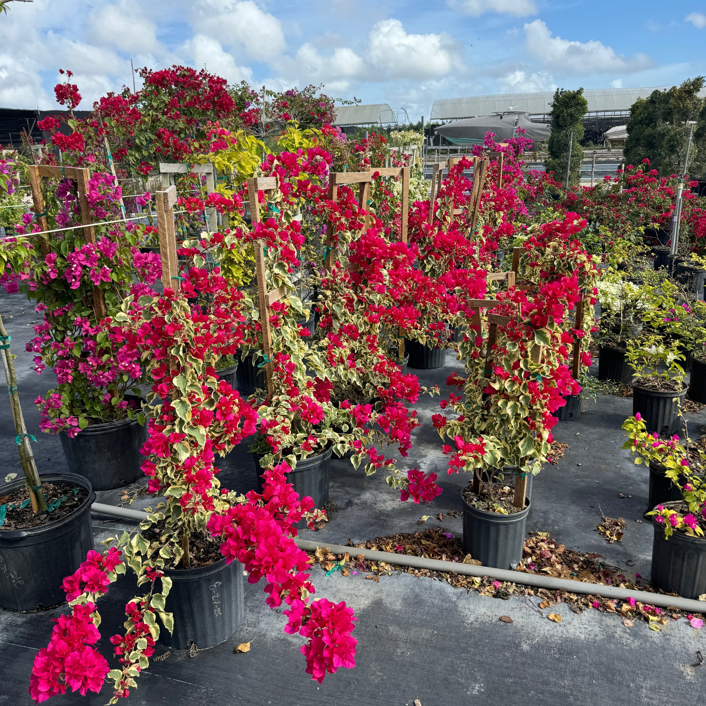 Bougainvillea Variegated Red Flower Tree in Trellis, Raspberry Ice