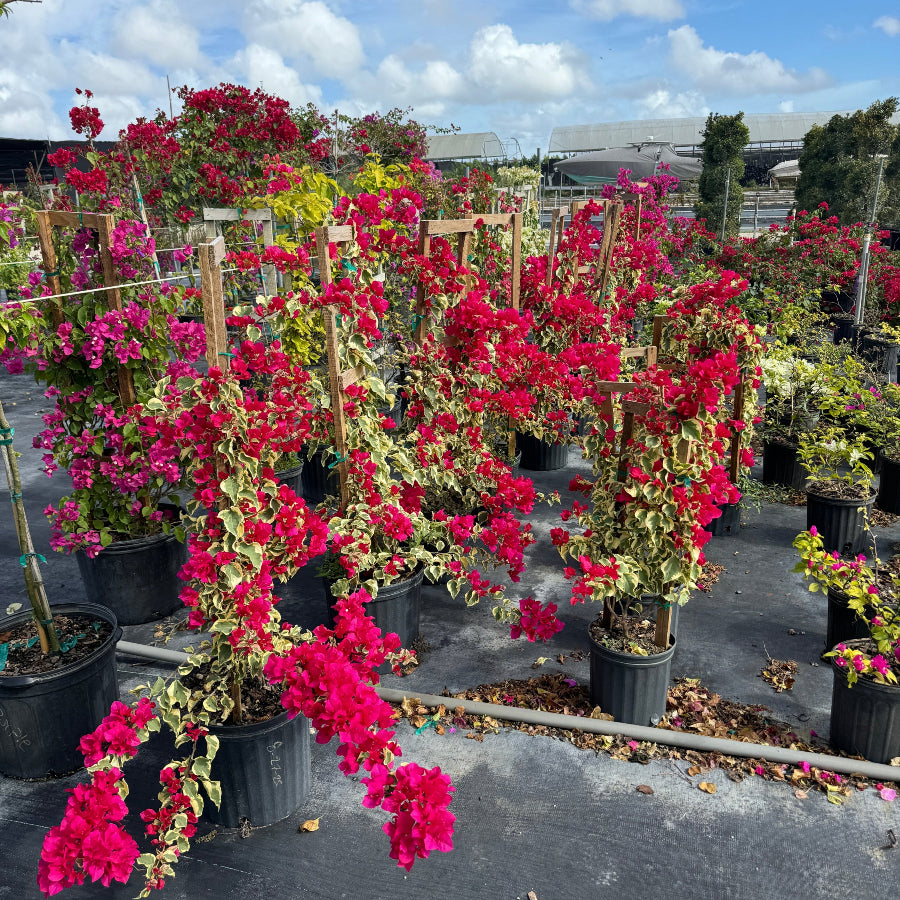 Bougainvillea Variegated Red Flower Tree in Trellis, &