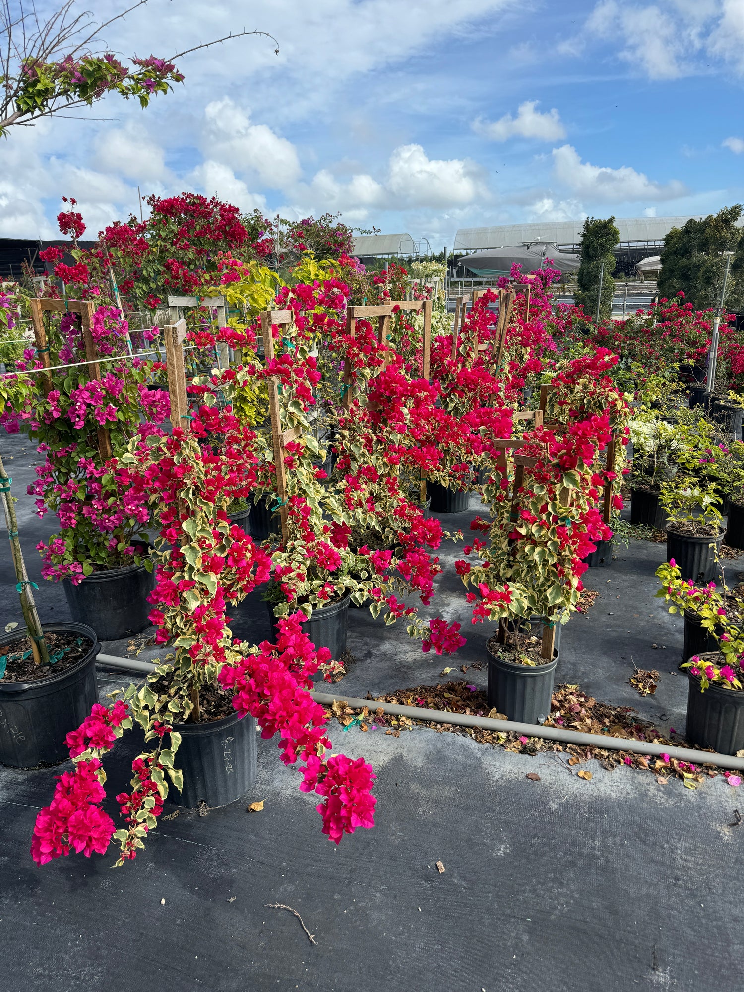 Bougainvillea Variegated Red Flower in Trellis, Pink Pixie Queen Variegated Red Flowering Tree