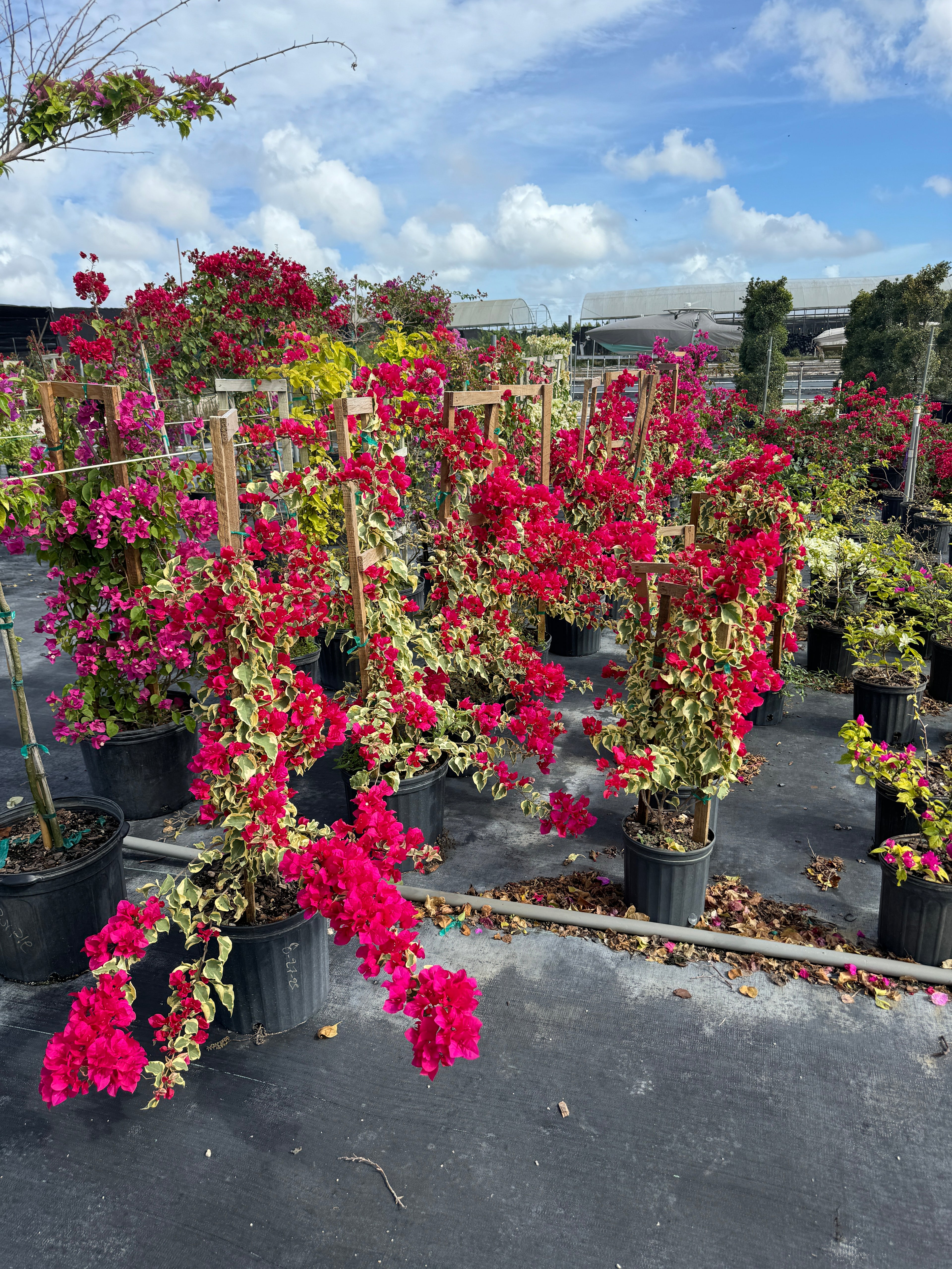 Bougainvillea Variegated Red Flower in Trellis, Pink Pixie Queen Variegated Red Flowering Tree