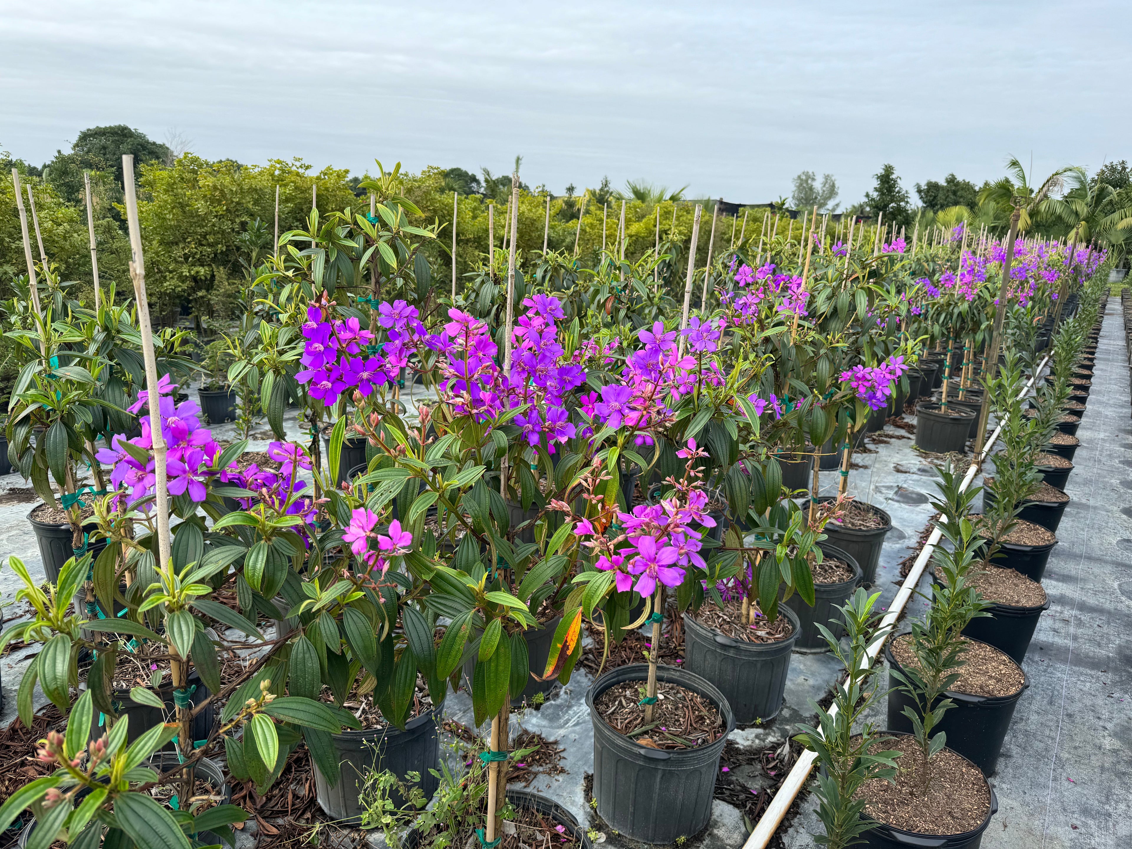 Purple Glory Flowering Tree Tibouchina