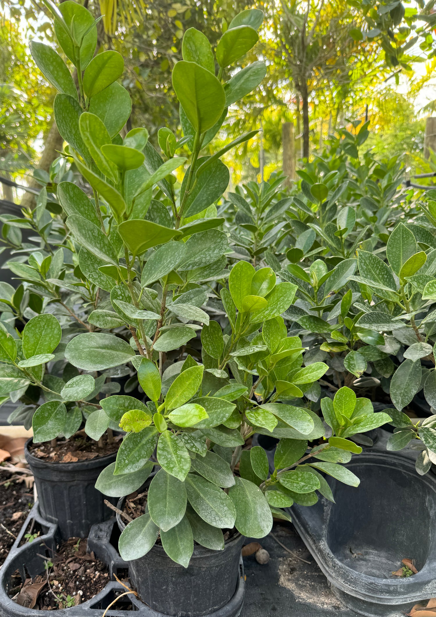 Ficus Green Island, Ficus Microcarpa