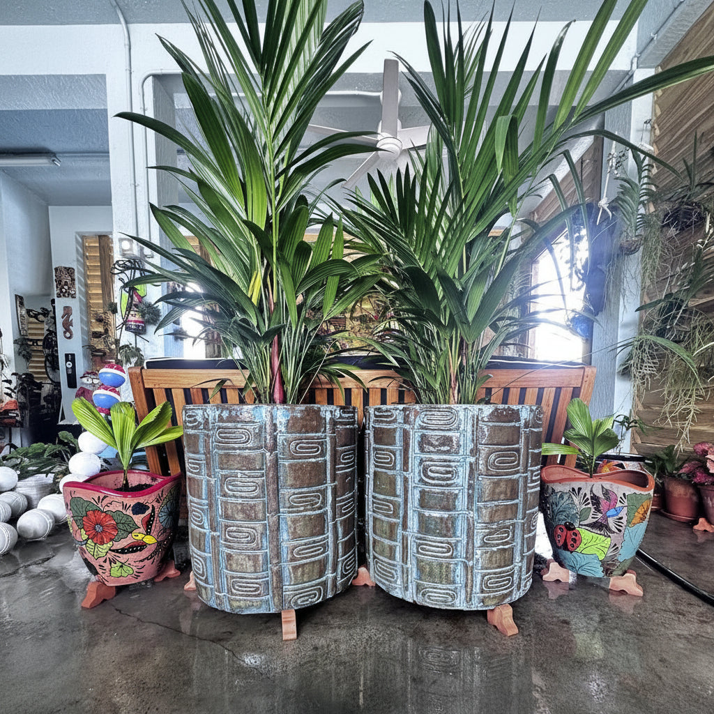 Two Lipstick Palm Red Sealing Wax Palm, Cyrtostachys Renda in tall decorative planters with lush green upright fronds, ideal for bringing a lush tropical feel to sunlit rooms or patios.